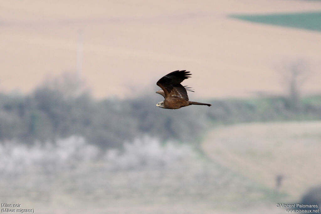 Black Kite