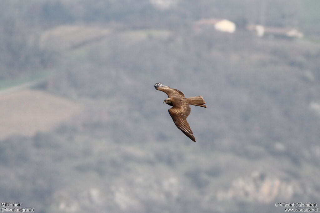 Black Kite