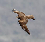 Black Kite