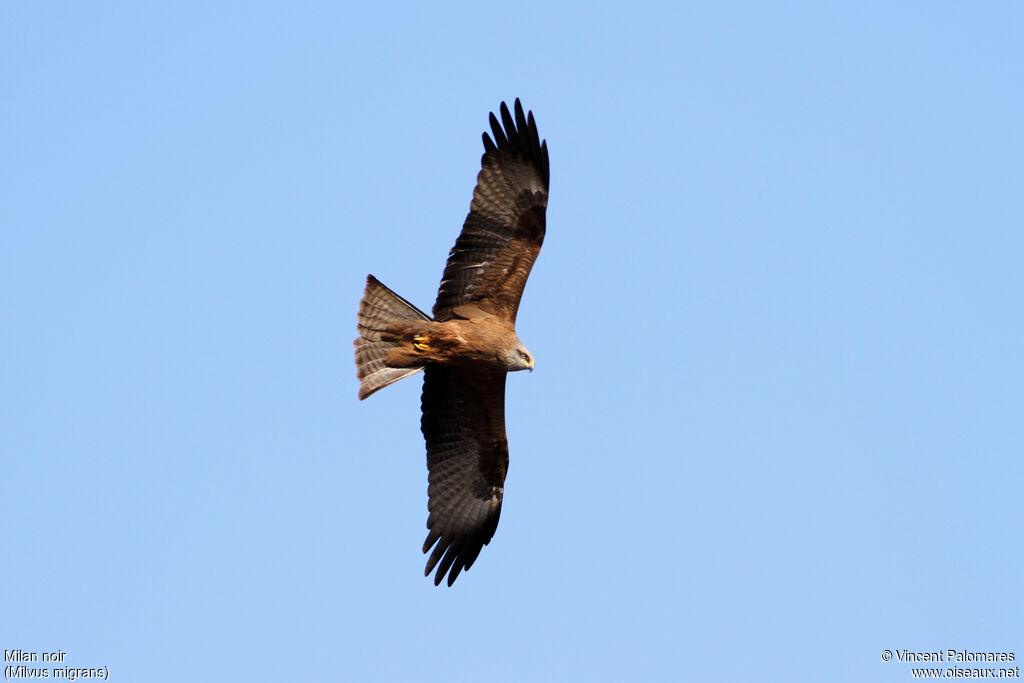 Black Kite