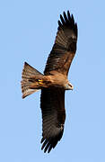 Black Kite