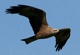 Black Kite