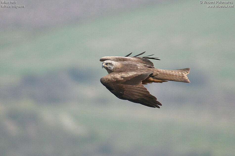 Black Kite