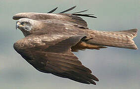 Black Kite