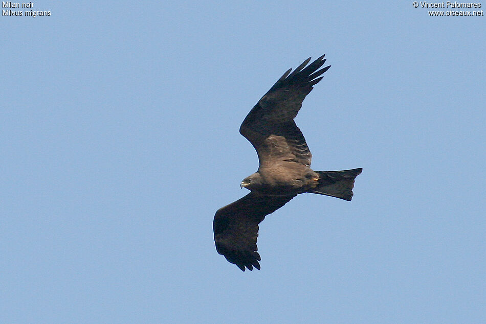 Black Kite