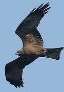 Black Kite