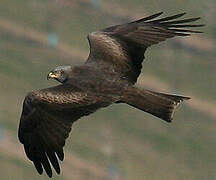 Black Kite