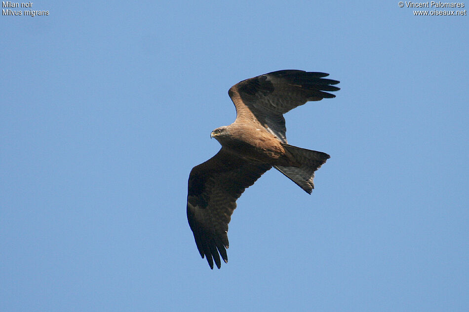 Black Kite