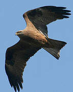 Black Kite