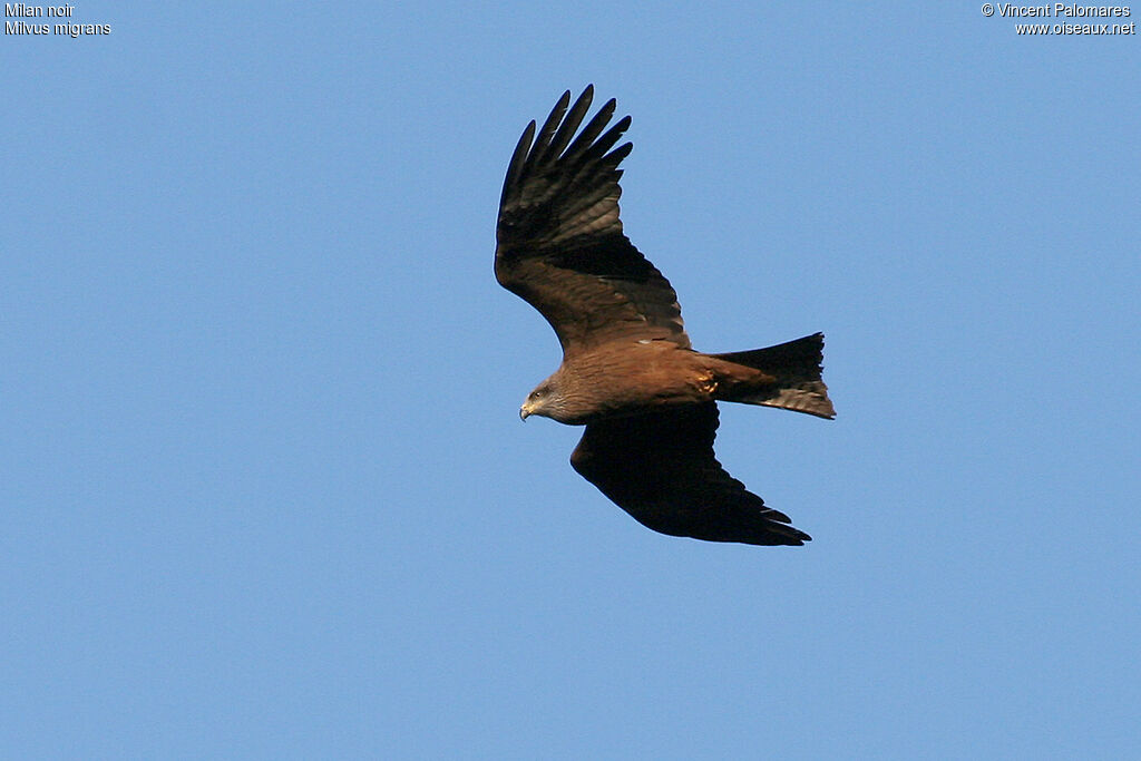 Black Kite