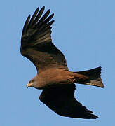 Black Kite