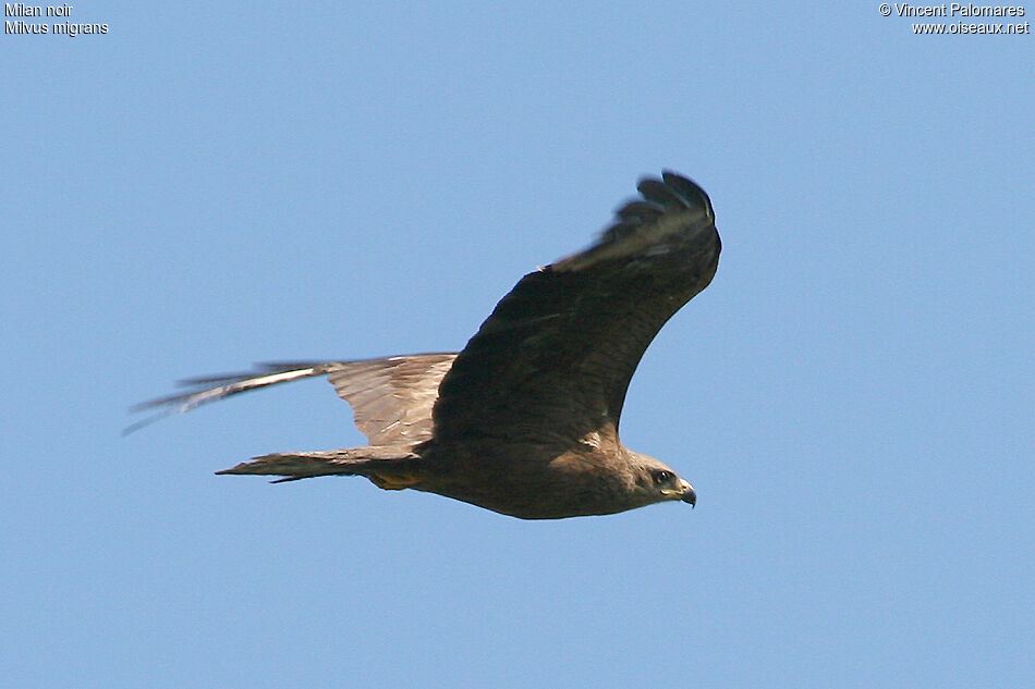 Black Kite