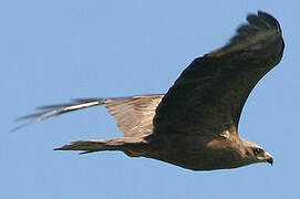 Black Kite