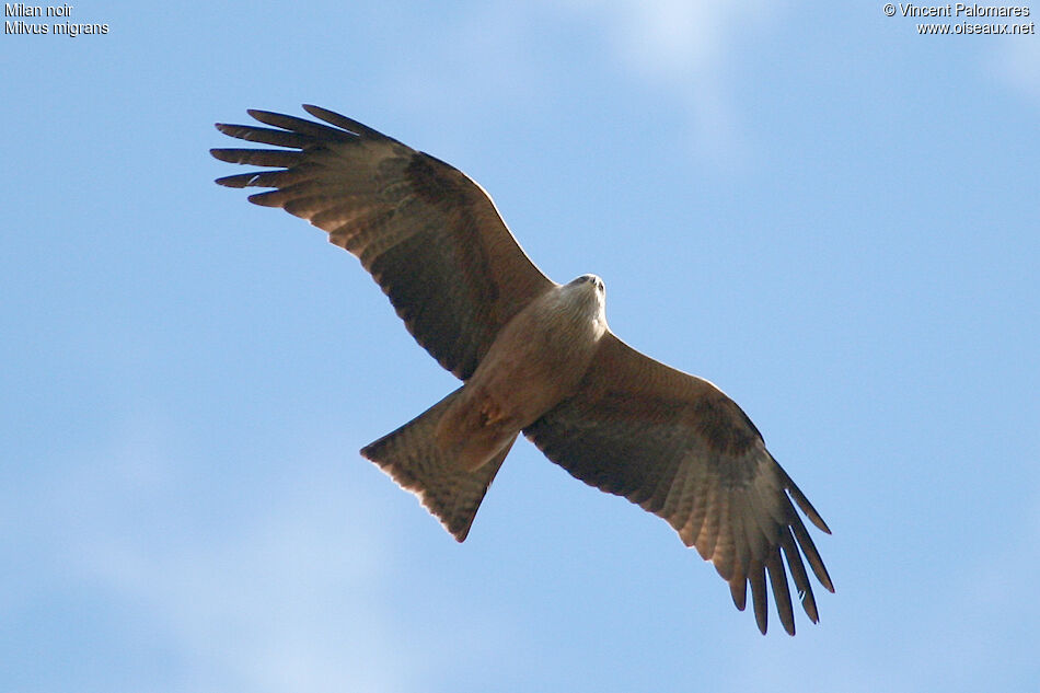 Black Kite