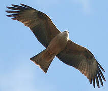 Black Kite