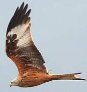 Red Kite