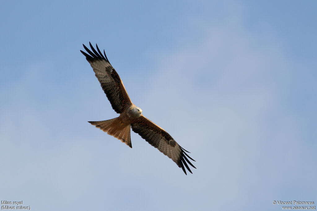 Red Kite