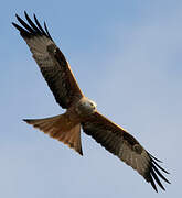 Red Kite