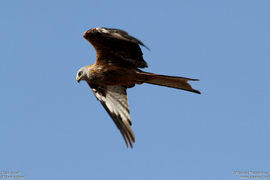 Red Kite