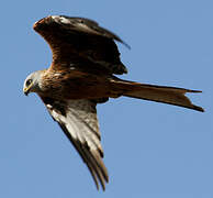 Red Kite