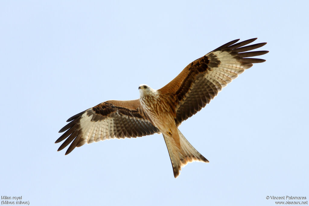 Red KiteFirst year, Flight