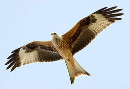 Red Kite