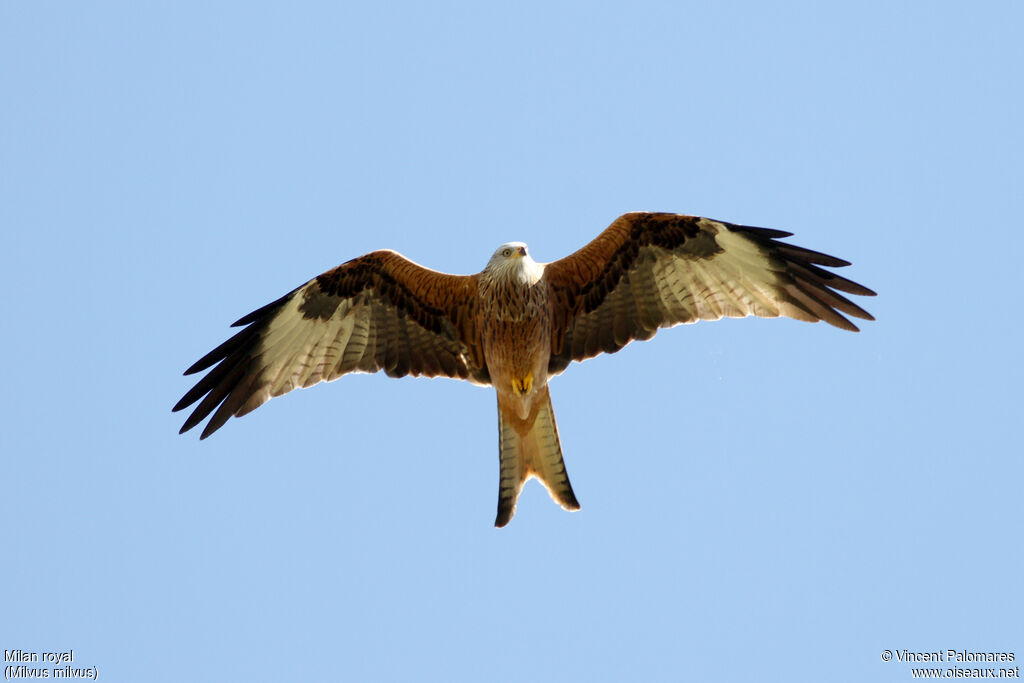 Red Kite