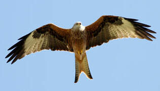 Red Kite