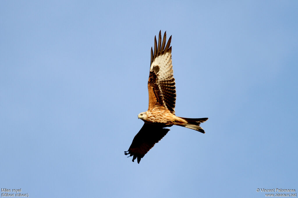 Red KiteFirst year, Flight