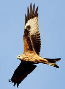 Red Kite