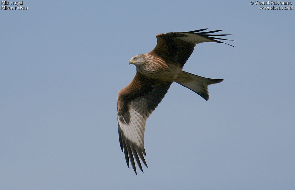 Red Kite