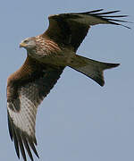 Red Kite