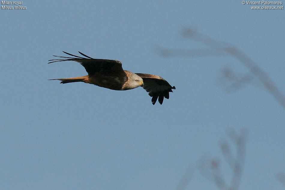 Red Kite