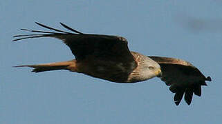 Red Kite