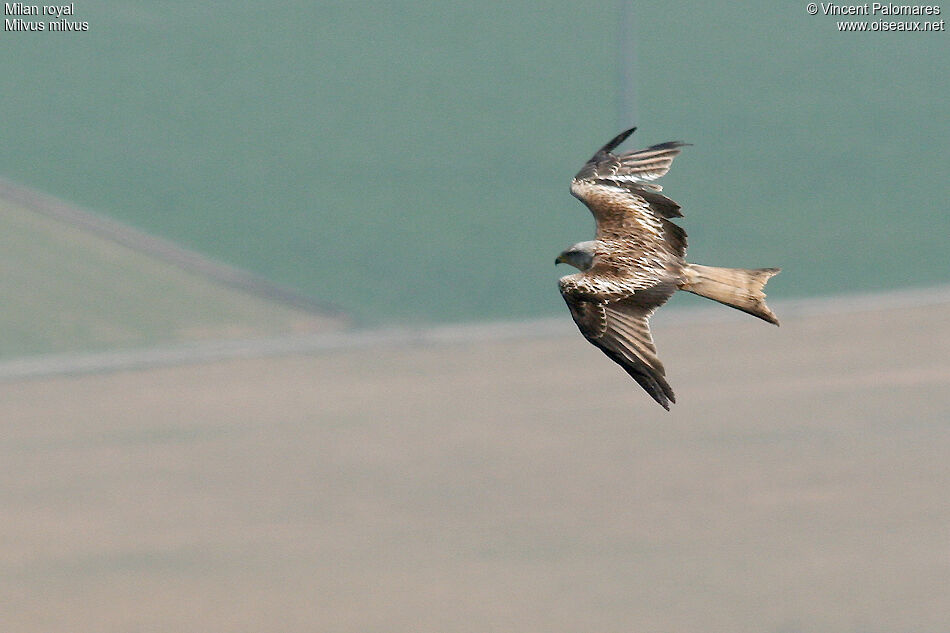 Red Kite