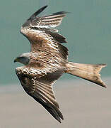 Red Kite