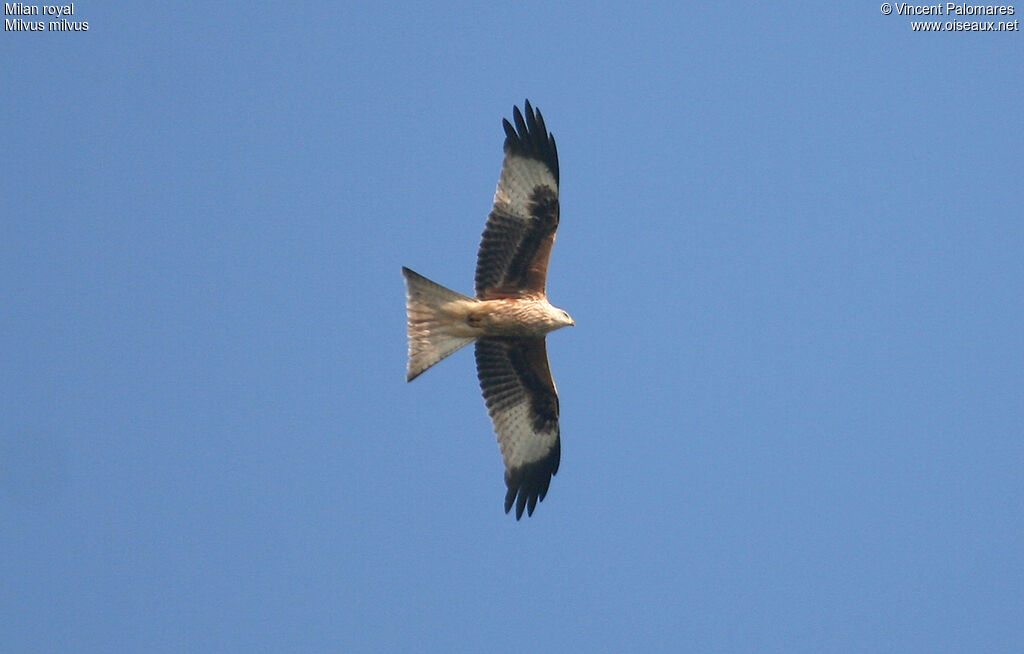 Red Kite