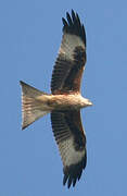 Red Kite