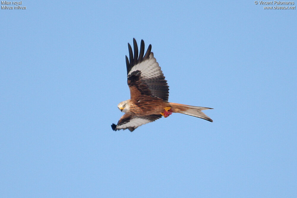 Red Kite