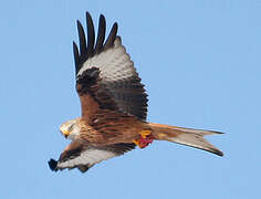 Red Kite