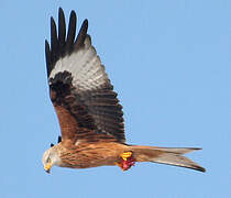 Red Kite