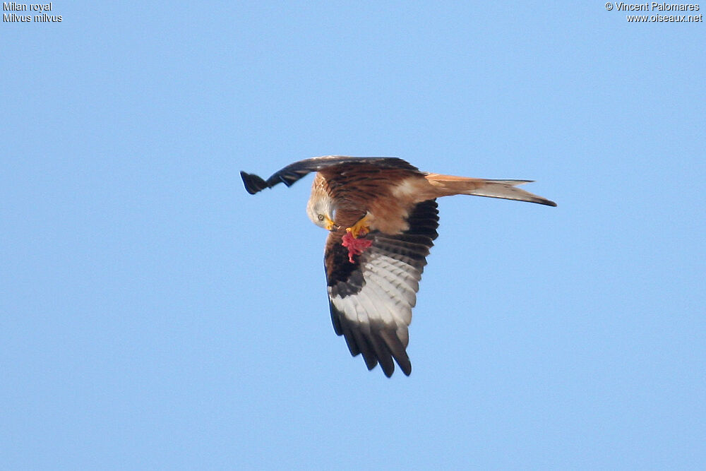 Red Kite