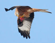 Red Kite