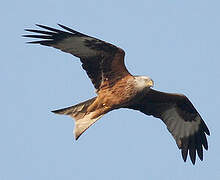 Red Kite