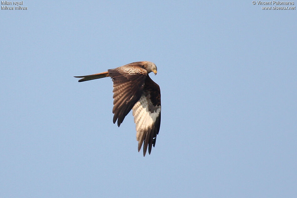 Red Kite