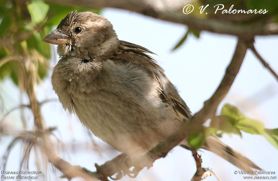 Moineau domestique