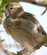 Moineau domestique