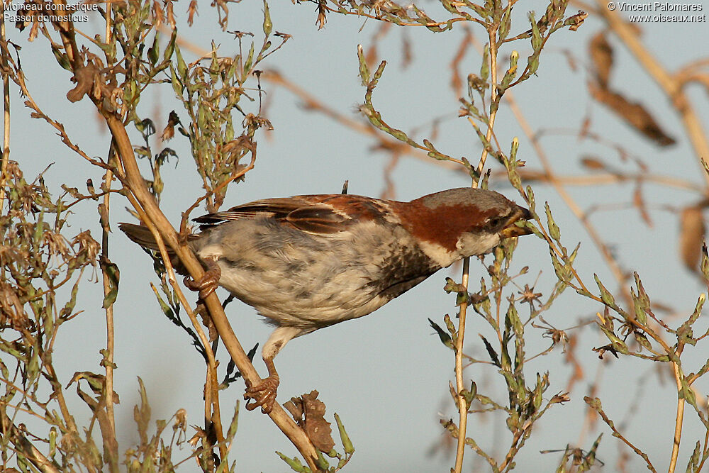 Moineau domestique