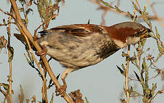 Moineau domestique