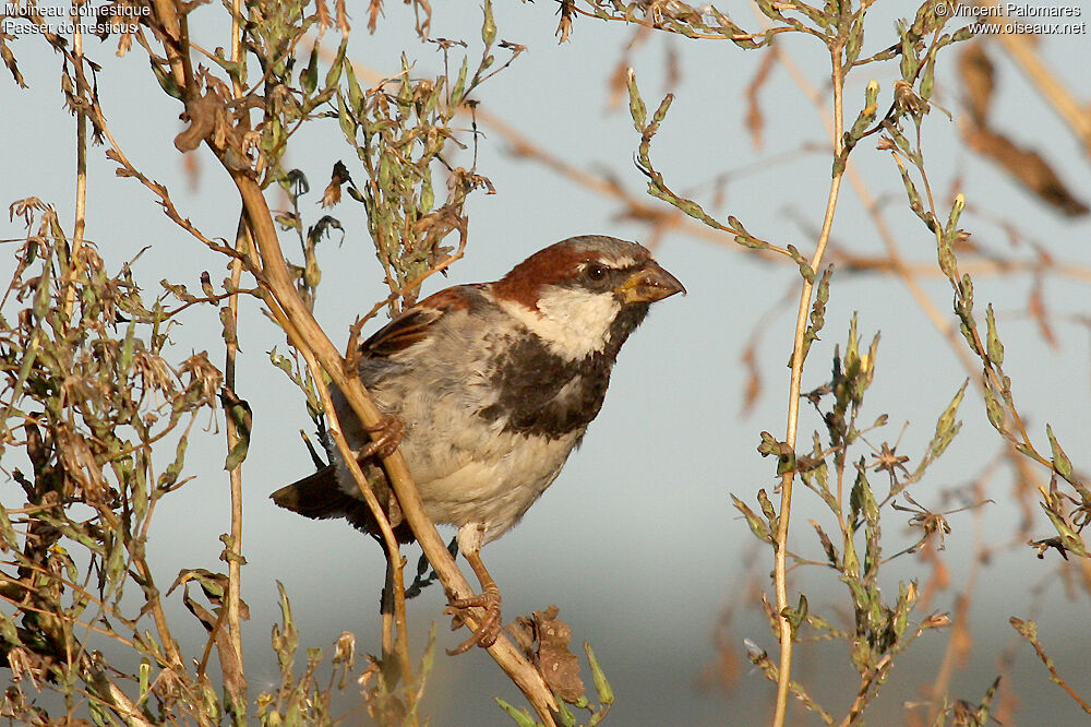 House Sparrow